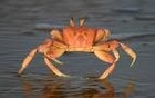 Picture for song 'too many crab beats' by artist 'DJ Cricket 1'