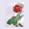 Picture for song 'Is Our Love' by artist 'DL Free'