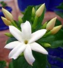 Picture for song 'JASMINE' by artist 'DNB JARED'