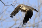 Picture for song 'In Flight' by artist 'Alan D David'