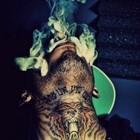 Picture for song 'Livin It (FREE D/L)' by artist 'Downtown Music'