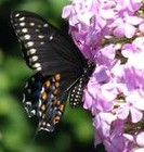 Picture for song 'ALL QUIVERY OVER YOU' by artist 'Dr. Bob's Jazz - Benefit Boppin' Quartet - JBBQ'