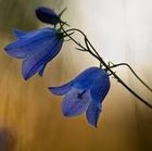 Picture for song 'SOMETHING BLUE - Katherine Scorzo Vocal' by artist 'Dr. Bob's Jazz - Benefit Boppin' Quartet - JBBQ'