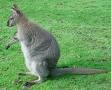 Picture for song 'Wonky Macropod' by artist 'drewzle'