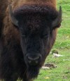 Picture for song 'Buffalo Calls' by artist 'Earth Songs'