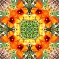 Picture for song 'Urban Kaleidoscope' by artist 'Electric Mustard'