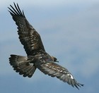 Picture for song 'To Be Free' by artist 'Free Jammers'