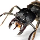 Picture for song 'Ants' by artist 'Gelatin Telephone'
