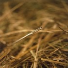 Picture for song 'Needle In The Hay' by artist 'Gilliam'
