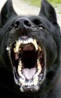 Picture for song 'He'sa Beast(Lil Wayne Hook)' by artist 'Grindaholic'