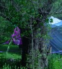 Picture for song 'After Pennsic Blues' by artist 'HarpSidhe'