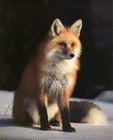 Picture for song 'Fox Isn't Fantastic' by artist 'HAT OF DOOM'