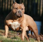 Picture for song 'Neva Had a Dream Come True' by artist 'Highboyz'