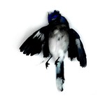 Picture for song 'Ebony' by artist 'Ian Tucker'