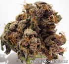 Picture for song '|New| Purple Monkeys --' by artist 'Illmuzik Beatz'