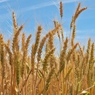 Picture for song 'Gol-e Gandom' by artist 'Jazmahalis'