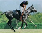 Picture for song '*BANGA* Polo Horses (JDP/YBE) FREE D/L' by artist 'JDPbeats'