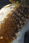 Picture for song 'ULTr AuTomAte' by artist 'JELLY HEAD'