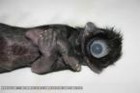 Picture for song 'dead tissue' by artist 'jezebel syndrome'