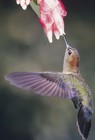Picture for song 'Dance of the humming-bird(D Minor)' by artist 'J Grind Productions'