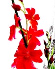 Picture for song 'Orchids' by artist 'John Cox'