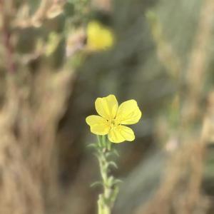 Picture for song 'Lift Up Your Eyes' by artist 'John Matteson'