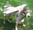 Picture for song 'Song Of The Mockingbird Zen' by artist 'Kenny Wilson'