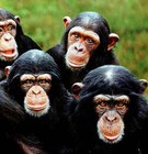 Picture for song 'You can't scratch me' by artist 'Kinky Chimps'