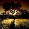 Picture for song 'Come Back Home (English)' by artist 'Kiseki'