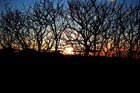 Picture for song 'Modern Jungle' by artist 'Klaatu (CT)'