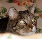 Picture for song 'Pensif' by artist 'Larry Ludwick'