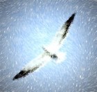 Picture for song 'The Sea Bird's Story' by artist 'Larry Ludwick'