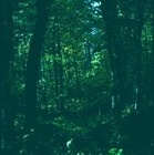 Picture for song 'The Wind in the Forest Night' by artist 'Larry Ludwick'