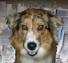 Picture for song '(Go!) Get Up' by artist 'Lush Puppy'