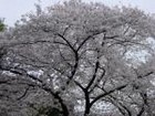 Picture for song 'Osaka Blossom' by artist 'Malaren'