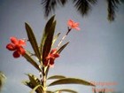 Picture for song 'Margazhi- Fusion-DJO' by artist 'Marutham'