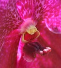 Picture for song 'Dance of the Flower' by artist 'Mary McGrath'