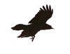 Picture for song 'The Stoned Crow Jam' by artist 'Mats Jamming'