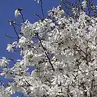 Picture for song 'good mood' by artist 'MikeSch'