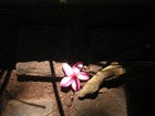 Picture for song 'Immer wieder' by artist 'Mnemonic Devize'