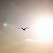 Picture for song 'Morning Light' by artist 'Moises Daniel'
