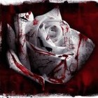 cover pic