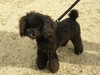 Picture for song 'MCCM - Black doggz (rwc battle turnir 1.krog)' by artist 'moste'