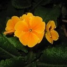 Picture for song 'All your flowers (Totes les teves flors)' by artist 'Nahum'