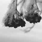 Picture for song 'I Cried One More Teardrop' by artist 'Neil and Geoff'