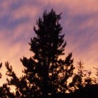 Picture for song 'In The Streets' by artist 'Nils-Ole Finbak'