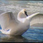 Picture for song 'Fly With Me -web' by artist 'Oksana Angel Official'