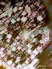 Picture for song '_human_the killers_paul&luke_the ridle_omm_rmx' by artist 'omm'