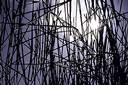 Picture for song 'reeds of the willows' by artist 'osvid'