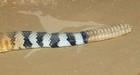 Picture for song 'Rattle Snake' by artist 'Padlock Productionz'
